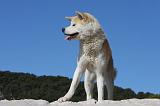 AKITA INU 296